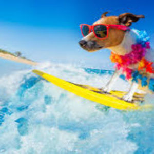 Meet your Posher, Vincent